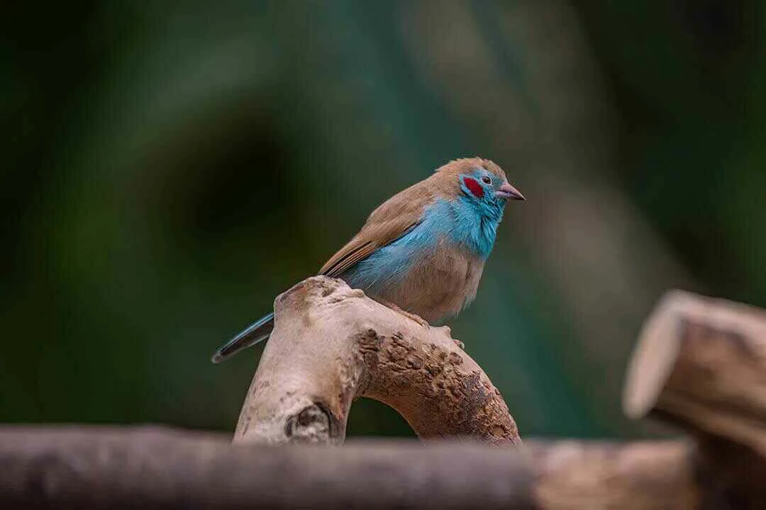 Red-cheeked Cordon-bleu